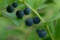 Angular Solomons seal Polygonatum odoratum blue-black berries